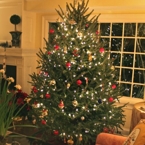 our tree