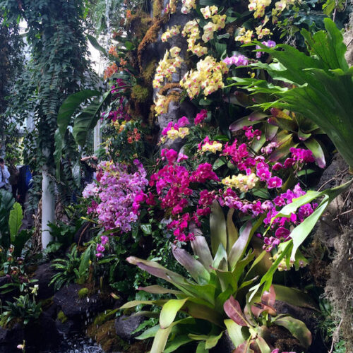 Orchidelirium, the NYBG orchid show