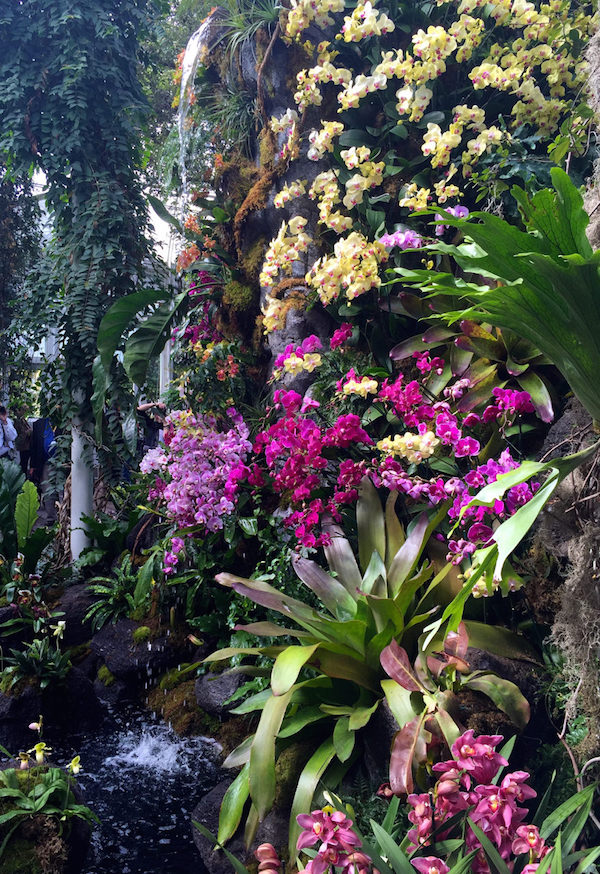 Orchidelirium: 2016 Orchid Show at the New York Botanical Garden