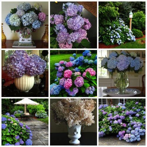 Hydrangea Collage