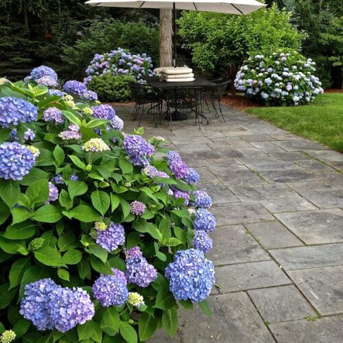 hydrangea